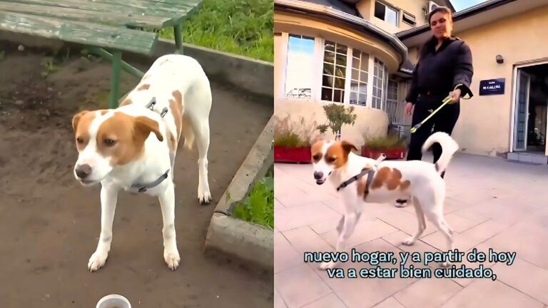 Final feliz para perrito que fue abandonado en una plaza en Maipú: Había pasado la noche en una banca