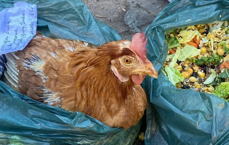 ¿Brujería o solo maltrato animal?: Denuncian misteriosa aparición de gallinas torturadas tras cada luna llena en Santiago Centro