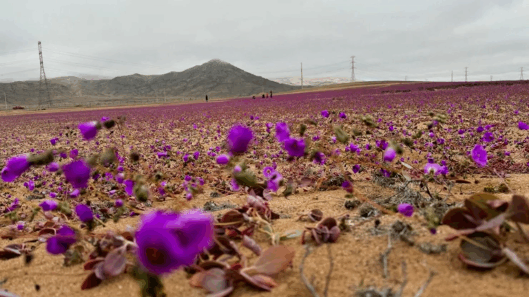Tras intensas lluvias en el norte: ¿Para cuándo está proyectado el florecimiento del desierto florido?