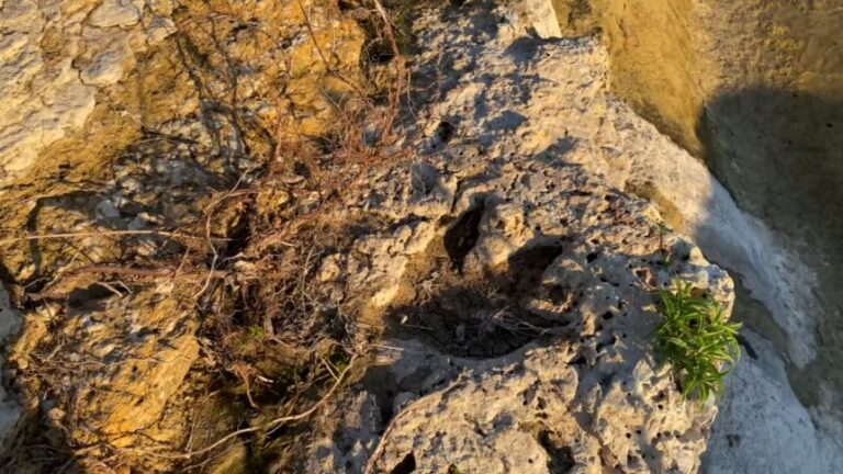 Hallazgo prehistórico en Estados Unidos: Descubren huellas de dinosaurios tras inundaciones en Texas