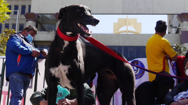 Avanza en la Cámara de Diputados el proyecto que prohíbe y sanciona las carreras de perros