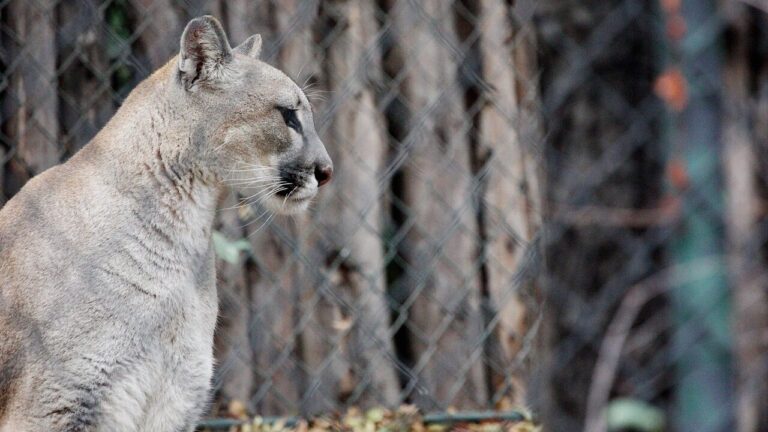 Puma atacó a niña de 11 años durante paseo familiar en Parque Pumalín en Chaitén
