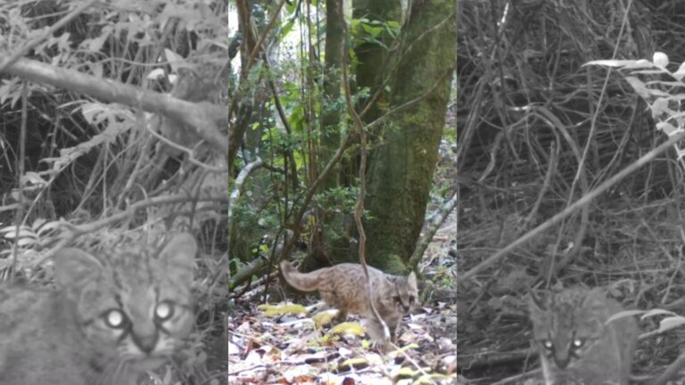 Captan a gato güiña en reserva nacional del Maule: Especie está en estado vulnerable