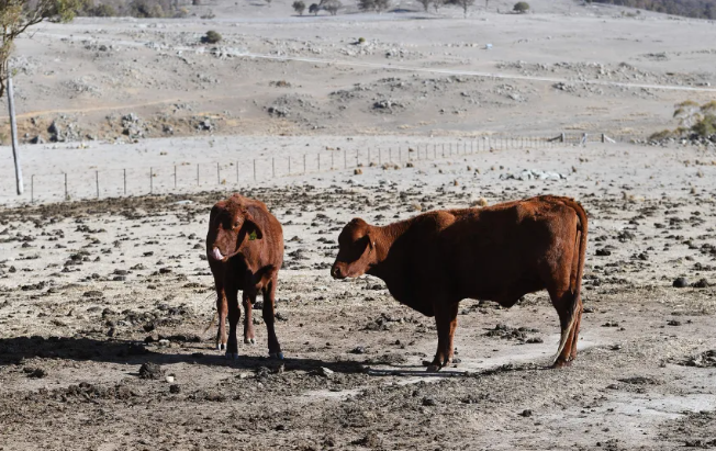 Ganado en una granja afectada por la sequía en Nueva Gales del Sur, Australia, el 26 de agosto de 2019. Una escasez de agua sin precedentes provocó que más de una docena de pequeños pueblos se enfrentaran a un "día cero". William West/AFP/Getty Images