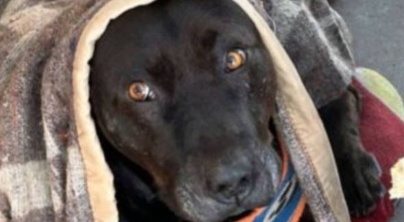 Ingresada querella por asesinato de perro comunitario del Hospital de Quilpué: “Estamos muy consternados”