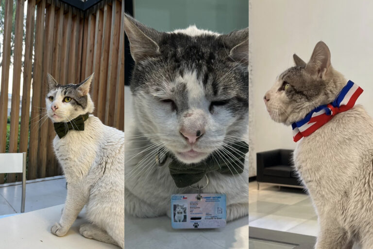 “Era callejero”: Branquinho Errazuriz, el gato recepcionista de la embajada de Brasil en Chile que causa furor en redes sociales
