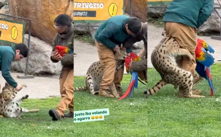 Buin Zoo confirma que guacamayo atacado en show murió: Anunciaron revisión de protocolos