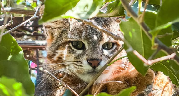 ¡Tierno registro!: Avistan a gato colocolo descansando tranquilamente en jardín de casa en Papudo