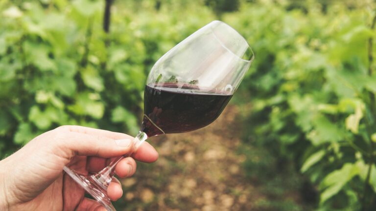Día Nacional del Vino 2025: ¿Por qué se celebra el 4 de septiembre en Chile?