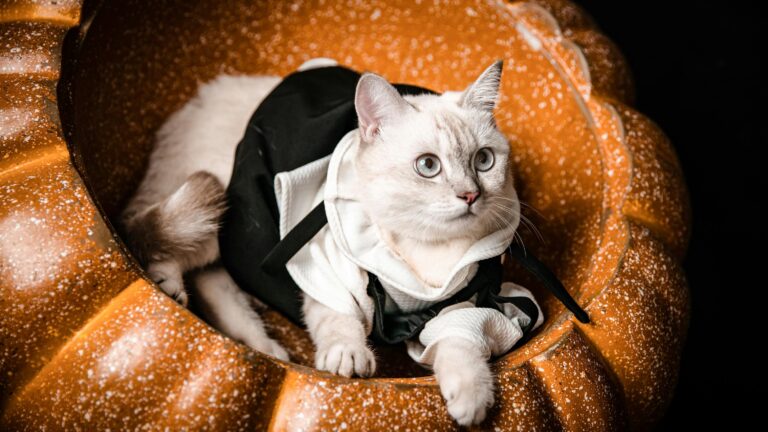 MIAUFEST 2025 en La Florida: Todo lo que debes saber del gran festival para gatos y perros