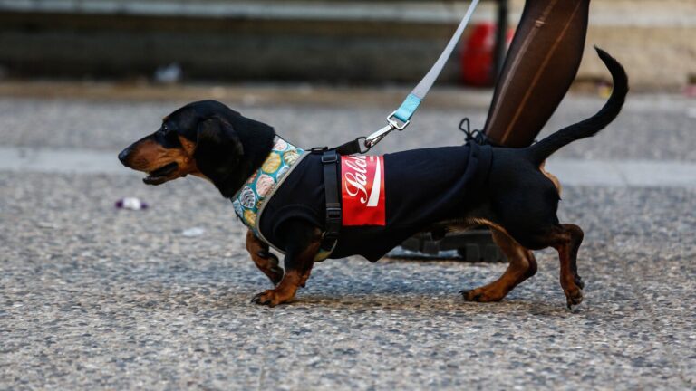 Halloween: Consejos para una festividad segura para las mascotas
