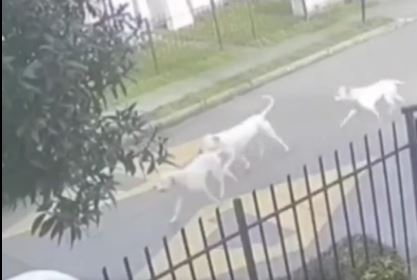 Denuncian que jauría de perros dogos argentinos atacan a mascotas en Hualpén: Una de ellas perdió su cola