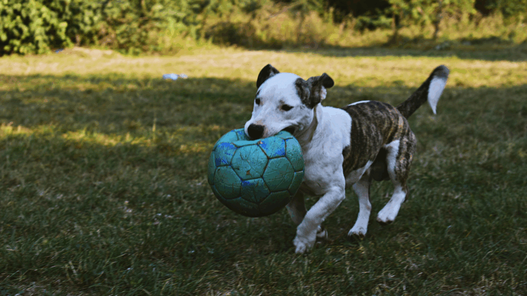 Estudio revela que algunos perros muestran comportamientos adictivos hacia sus juguetes