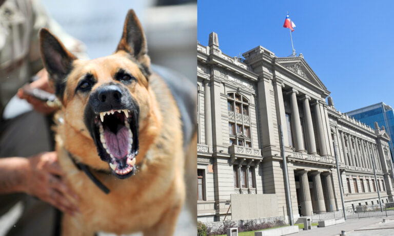 Perros mordieron a mujer y la dejaron herida: Justicia condenó al dueño y deberá indemnizarla con más de $15 millones