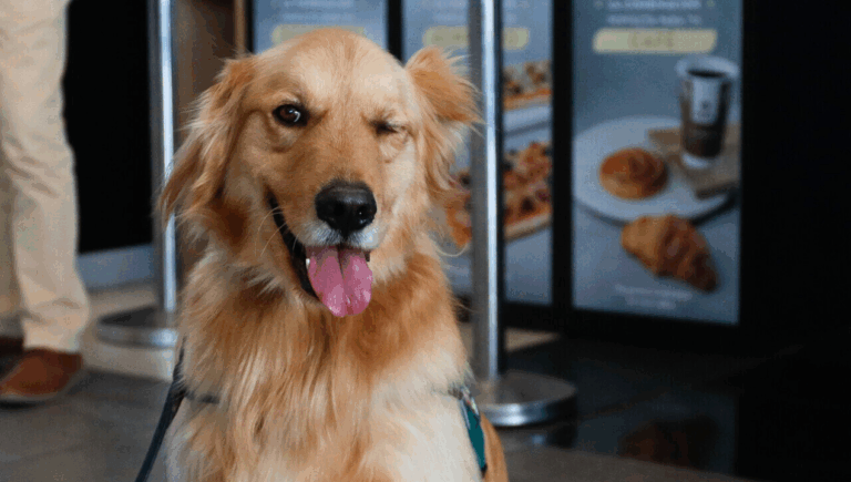 Por qué dejar a tu perro olfatear durante el paseo mejora su salud mental y emocional