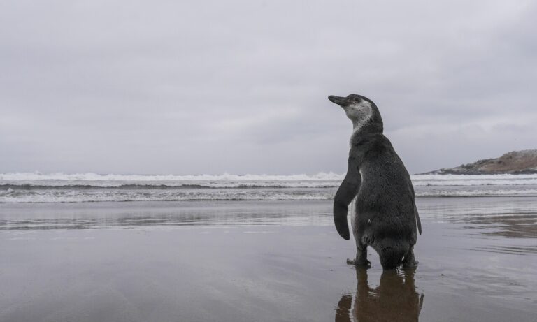 Pingüino de Humboldt en peligro: cambio climático y acción humana amenazan su supervivencia en Chile y Perú