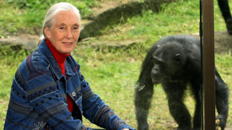 Muere Jane Goodall, la legendaria primatóloga que redefinió nuestra relación con la naturaleza