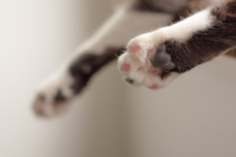 Detienen a adolescente por matar al gato de su abuela en Lebu: Confesó el delito burlándose