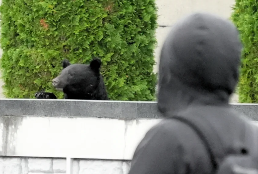 Un oso fue avistado en las instalaciones del Museo Conmemorativo Hara Kei y fue capturado poco después, el 20 de octubre de 2025, en Morioka, Iwate, Japón. Asahi Shimbun/Getty Images