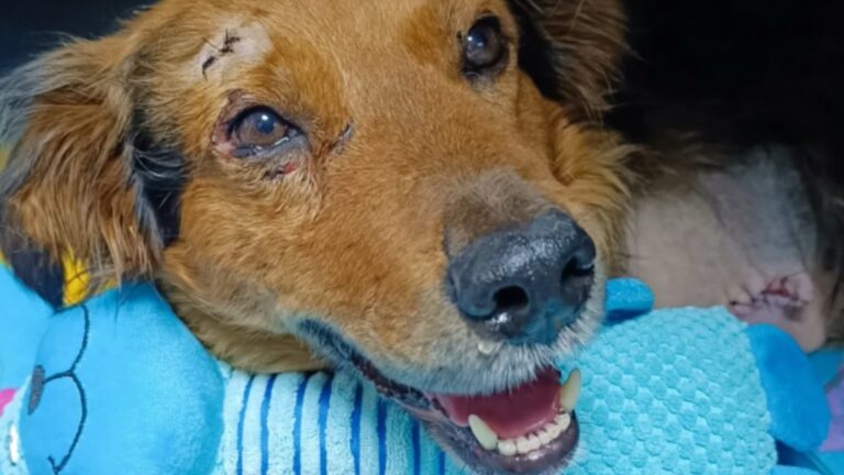 Caso Vicente: Perrito mutilado en vías del tren en La Araucanía motivó querella por maltrato con ensañamiento
