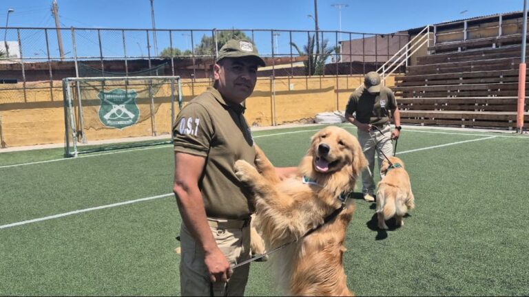 12 perros de la Escuela de Adiestramiento Canino de Carabineros harán su 