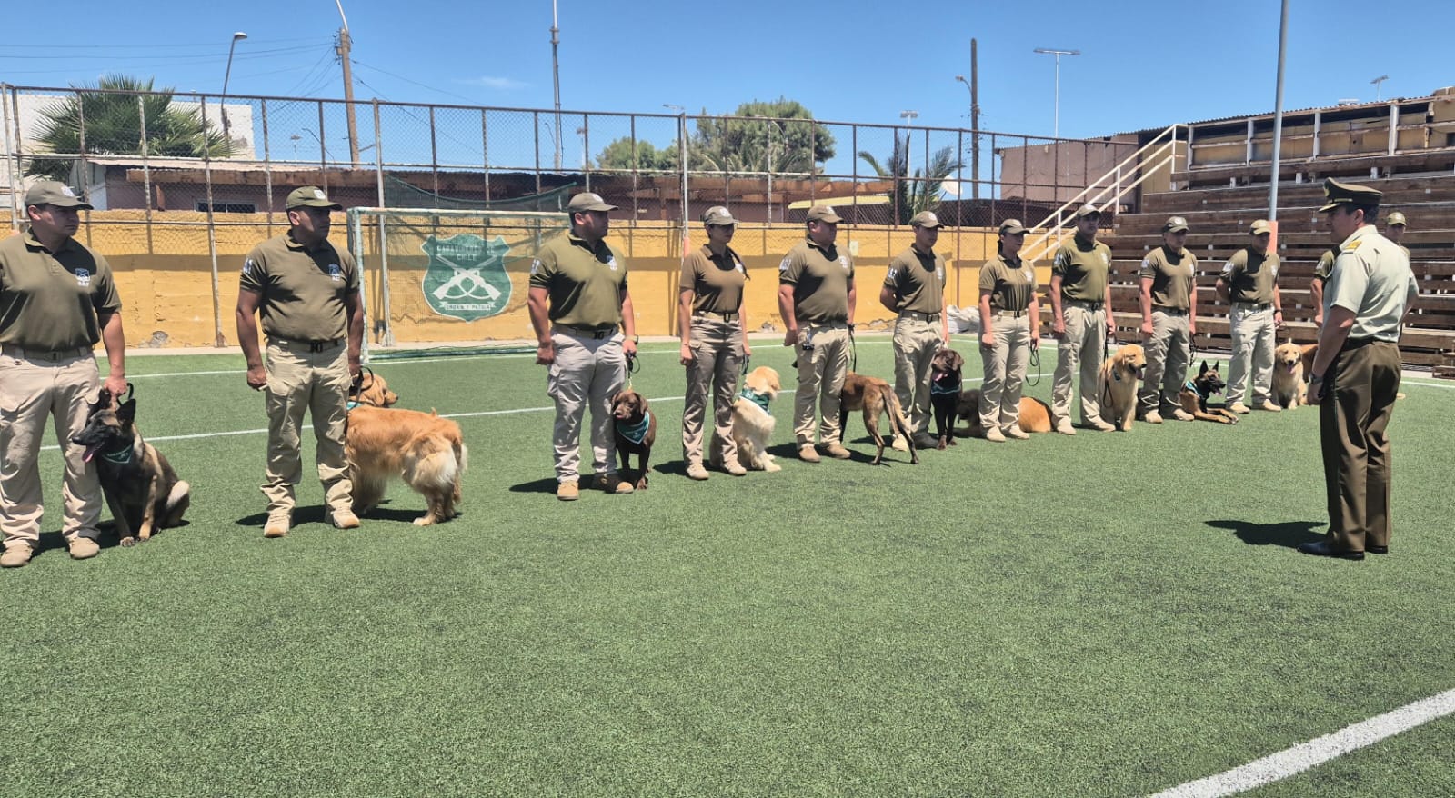 12 perros de la Escuela de Adiestramiento Canino de Carabineros harán su "práctica profesional" en Antofagasta/Carabineros