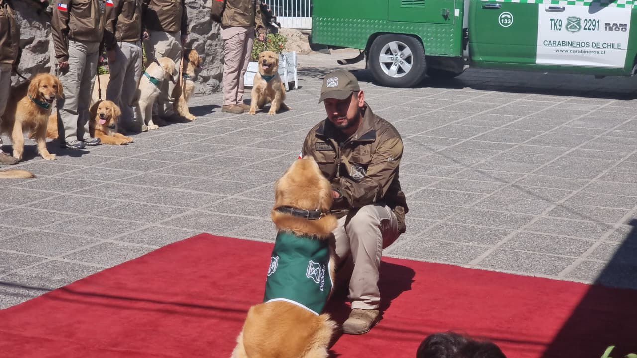 Tras 6 años de servicio en el Departamento Antidrogas de Carabineros: Pasa a retiro el perro "Flipper del Emblema Verde"/Carabineros