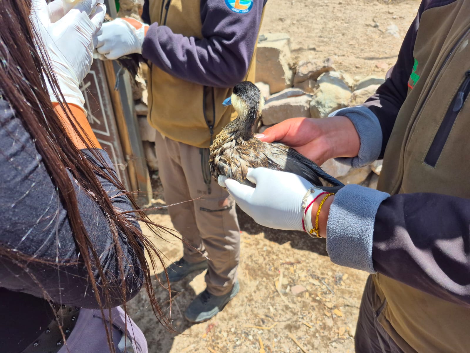 Conaf ha retirado 500 litros de aceite de soya tras derrame que afectó humedal altoandino en Parque Nacional Lauca/Conaf