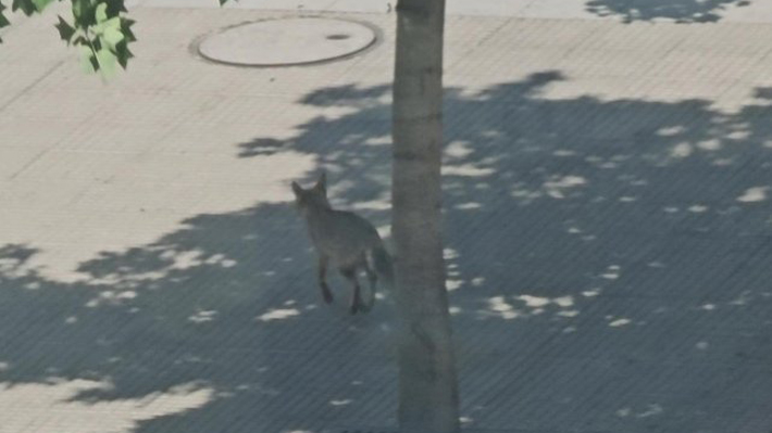 SAG busca al zorro visto en Alonso de Córdova y el Parque Araucano: 