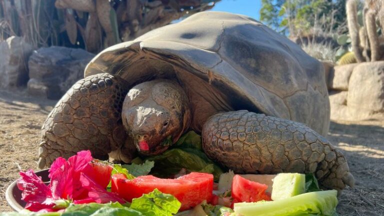 La historia de Gramma, la tortuga que vivió dos guerras mundiales y falleció a los 141 años