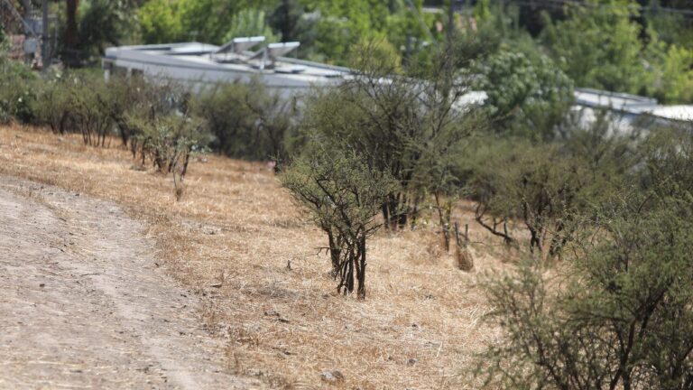 Se proyectan hasta 37° C: Emiten alerta agrometeorológica por altas temperaturas entre Coquimbo y Biobío