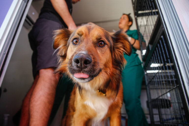 Cuidados para mascotas en Navidad: Qué plantas navideñas son tóxicas, qué alimentos están prohibidos y más
