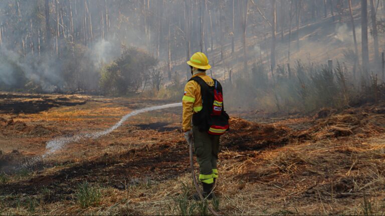 Región de O'Higgins: Incendio en Pichidegua habría sido provocado por niños con un encendedor