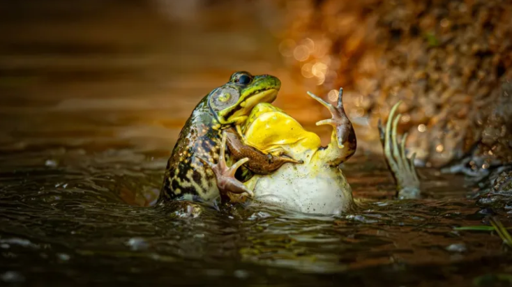 “El bautismo de un converso reticente” le valió a Grayson Bell el premio Nikon Junior Photographer, así como en la categoría de reptiles, anfibios e insectos/Grayson Bell/Premios Nikon Comedy Wildlife