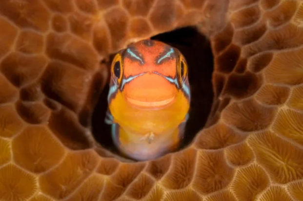 La categoría de peces y otros animales acuáticos fue para Jenny Stock por su imagen "Smiley", capturada mientras buceaba en Filipinas/Jenny Stock/Premios Nikon Comedy Wildlife