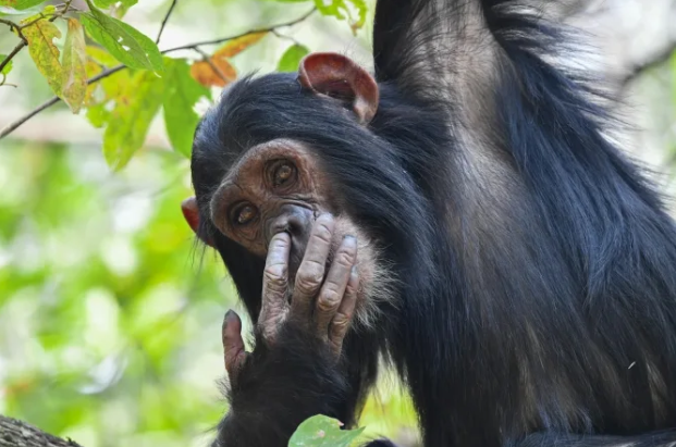 La fotógrafa Maggie Hoffman vio a este chimpancé hurgándose la nariz y comiéndosela/Maggie Hoffman/Premios Nikon Comedy Wildlife