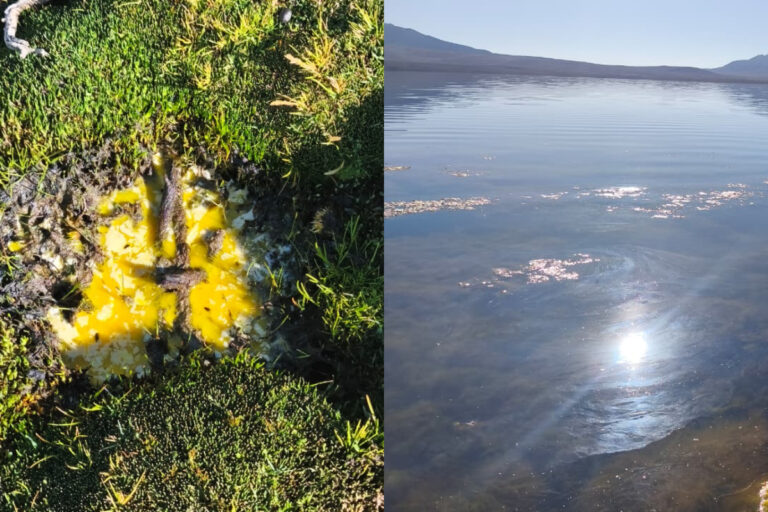 Derrame en el Lago Chungará: Conaf informa retiro del 55% del material contaminante