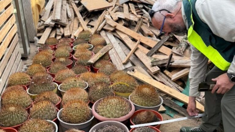 Conaf y la PDI retiran 68 cactáceas de alto valor ecológico en operativo en Antofagasta: Algunas tienen más de 80 años