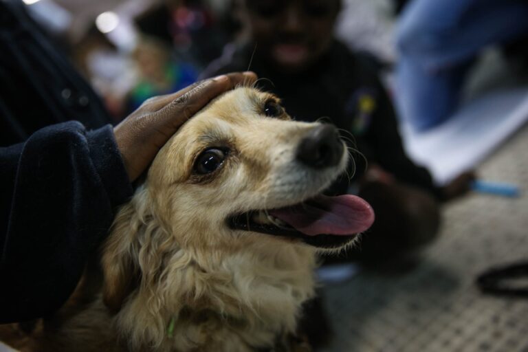 Divorcio con mascotas: México aprueba una reforma histórica para decidir la custodia de perros y gatos