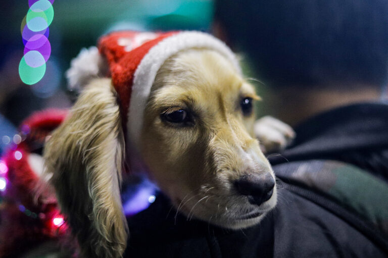 Fiestas de fin de año: las claves para cuidar a las mascotas durante Navidad y Año Nuevo