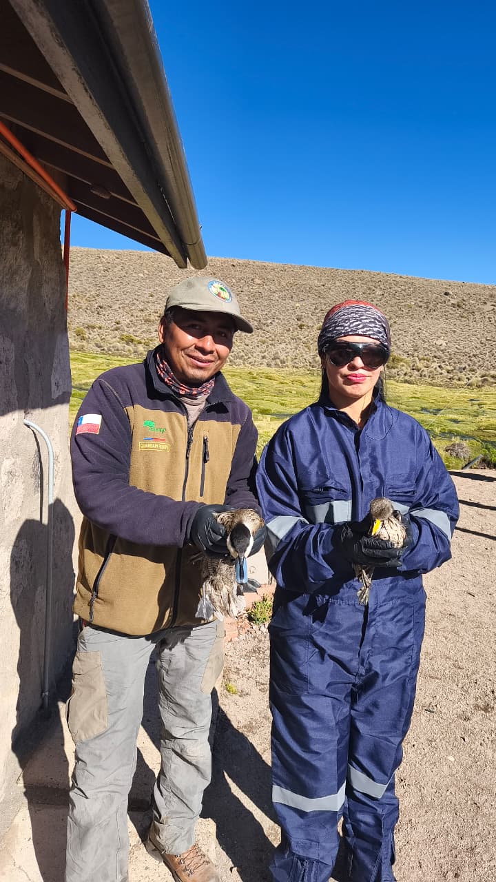 Lago Chungará: Retiran más de 7 mil litros de aceite de soya a 10 días del derrame/Conaf