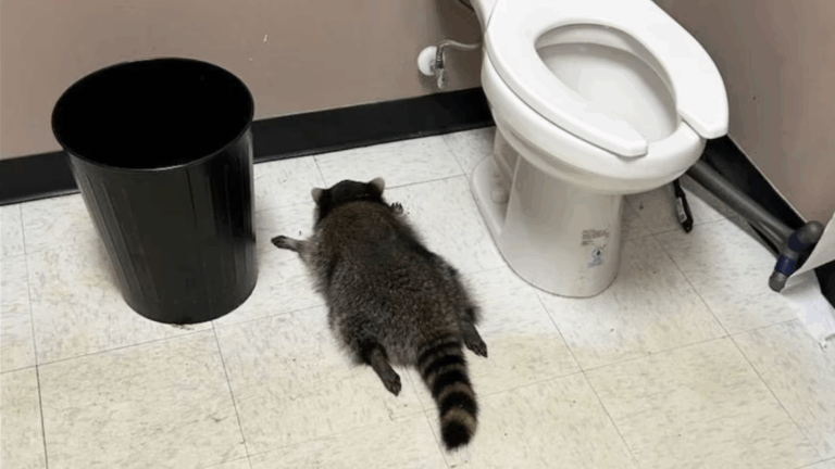 Mapache es encontrado desmayado en el piso del baño tras irrumpir en licorería en Virginia, Estados Unidos