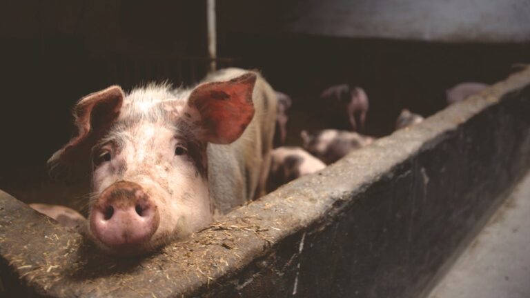 Por brote de peste: Chile suspende la importación de productos porcinos desde toda España
