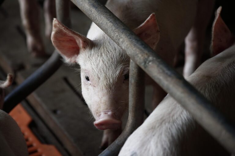 Chile acepta la entrada de cerdo español desde las zonas libres de peste porcina africana