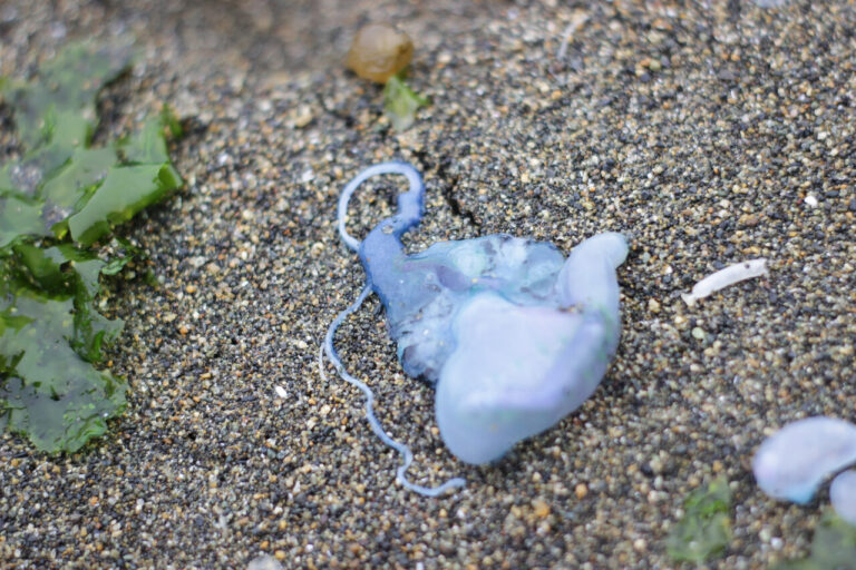 Alerta por fragata portuguesa: Autoridad sanitaria prohíbe baño en playas de Cartagena, El Tabo y Santo Domingo