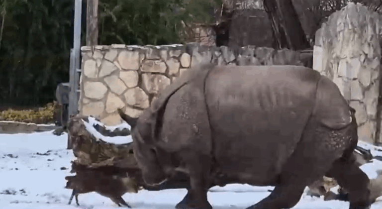 Inusual pelea entre ciervo y rinoceronte en un zoológico de Polonia