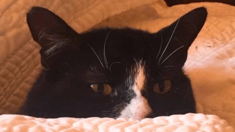 De Rocky a Pelusa: Estos fueron los nombres para perros y gatos más inscritos en Chile durante 2025