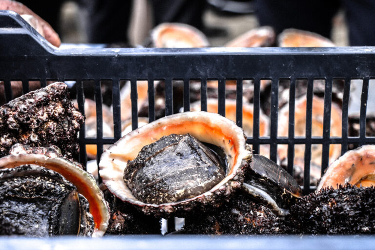 Veda del loco se extiende hasta 2028: Decreto prohíbe captura y comercialización entre Arica y Aysén