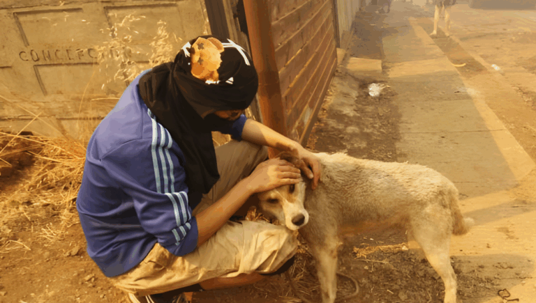 Incendios forestales en el Biobío: Revisa los puntos de atención veterinaria gratuita en el Gran Concepción
