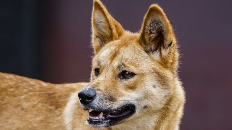 El debate sobre los dingos, los perros salvajes vinculados a la muerte de una canadiense en Australia